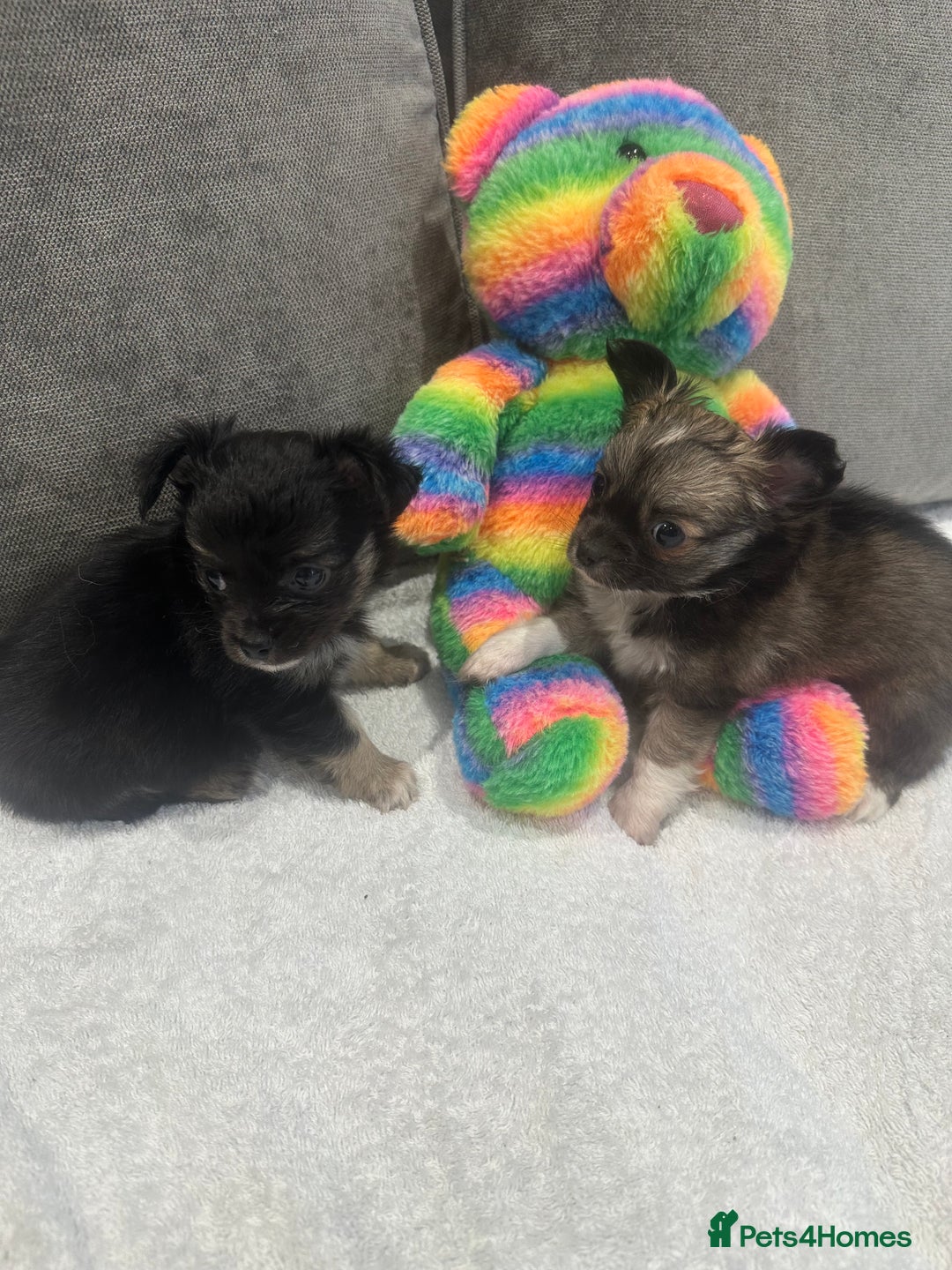 Chihuahua dogs for sale: chihuahuas puppies for sale  - Advert 11