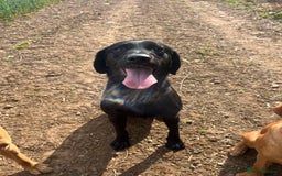 Labrador Retriever dogs for stud: Labrador stud boys in Saltburn-by-the-Sea - Image 7