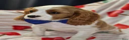 Cavalier King Charles Spaniel dogs for sale: KC Cavalier King Charles Spaniel!DNA tested! - Advert 10