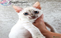 Bengal cats for sale: Champion line Superb Bengal Kittens  - Image 24