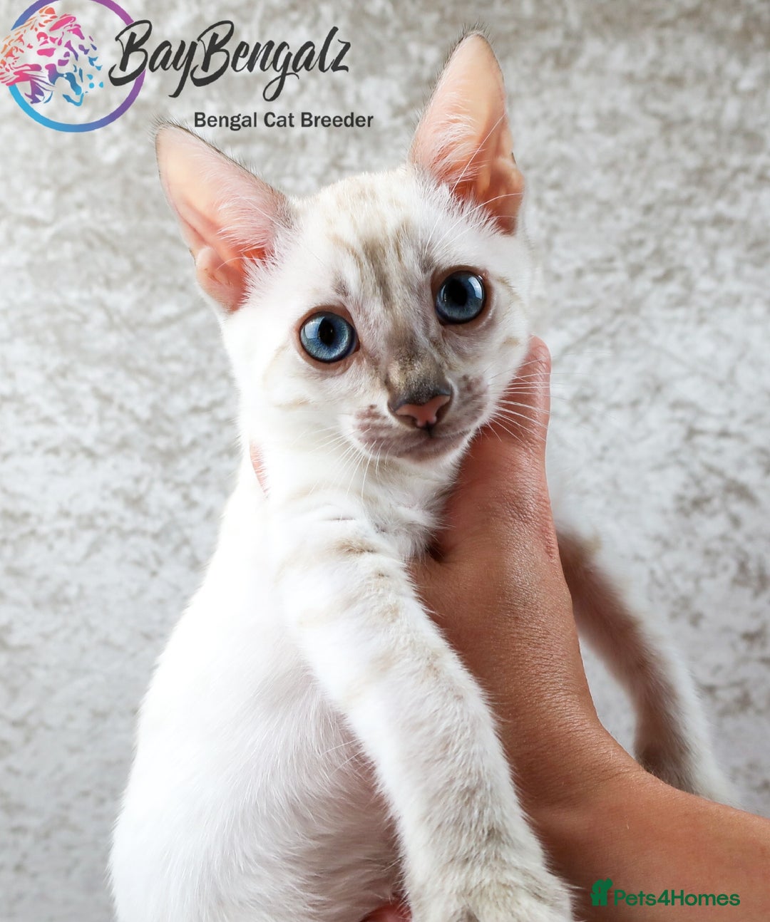 Bengal cats for sale: Champion line Superb Bengal Kittens  - Image 24