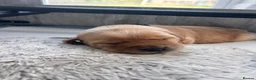 Labrador Retriever dogs for sale: Beautiful Labrador Puppies in Leeds - Advert 6