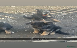 German Shepherd dogs for sale: Stunning blood line german shepherd puppy  - Image 13