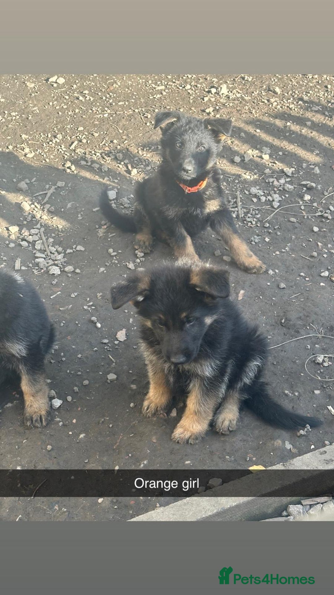 German Shepherd dogs for sale: Stunning blood line german shepherd puppy  - Image 13