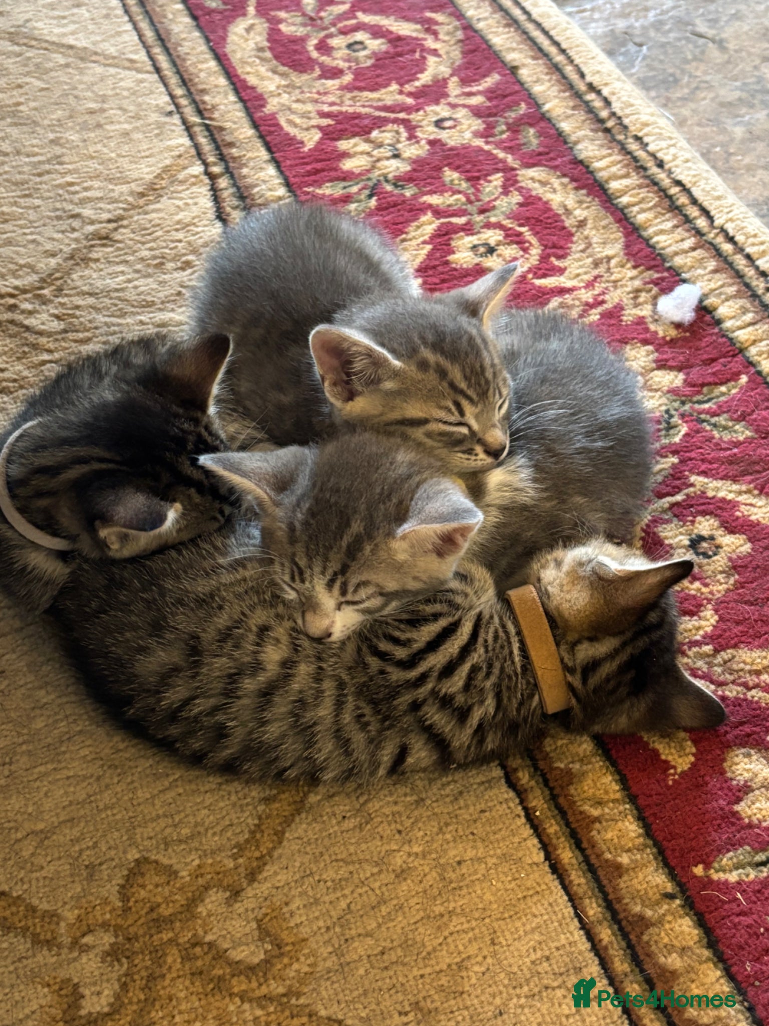 Mixed Breed cats for sale: Gorgeous Kittens Looking for 5* Forever Homes  - Advert 5