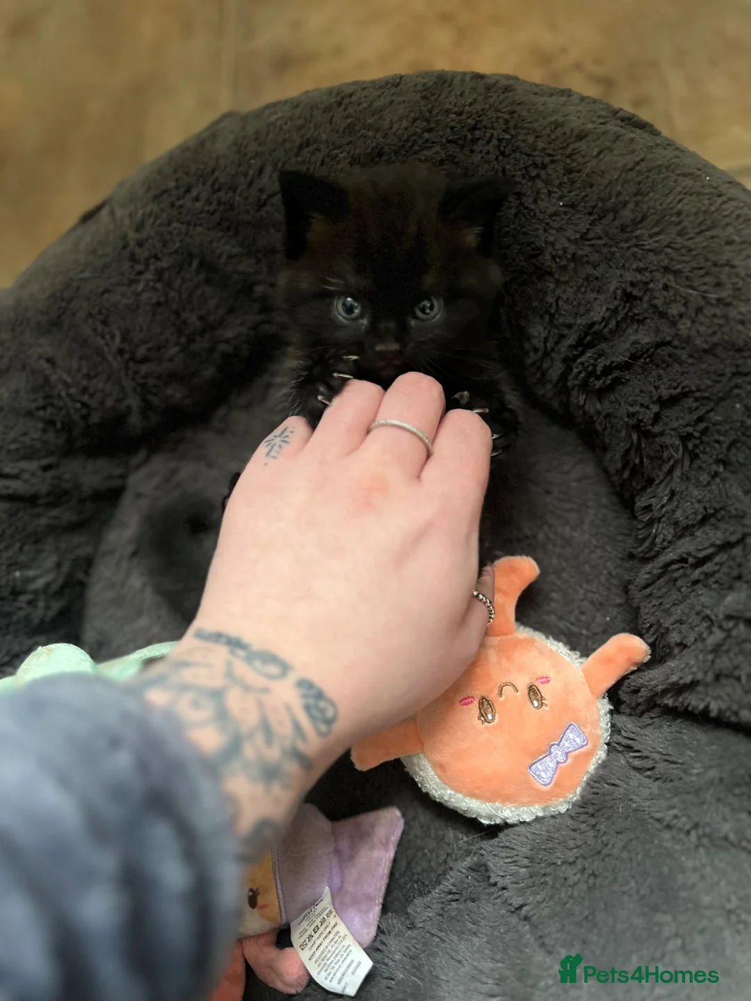 Mixed Breed cats for sale: British shorthair x half British shorthair  - Advert 2