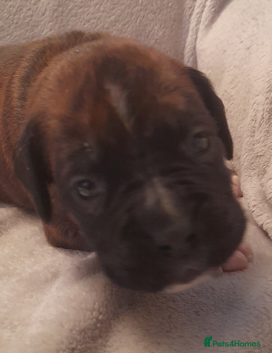 Boxer dogs for sale: Beautiful boxer pups for sale - Advert 9