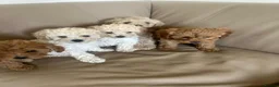Cavapoo dogs for sale: Beautiful f2b cavapoo puppy’s  in Huntingdon - Advert 3