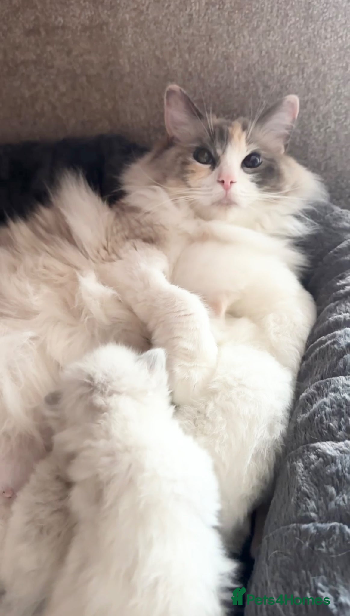 Ragdoll cats Ragdoll Kittens  - Advert 2