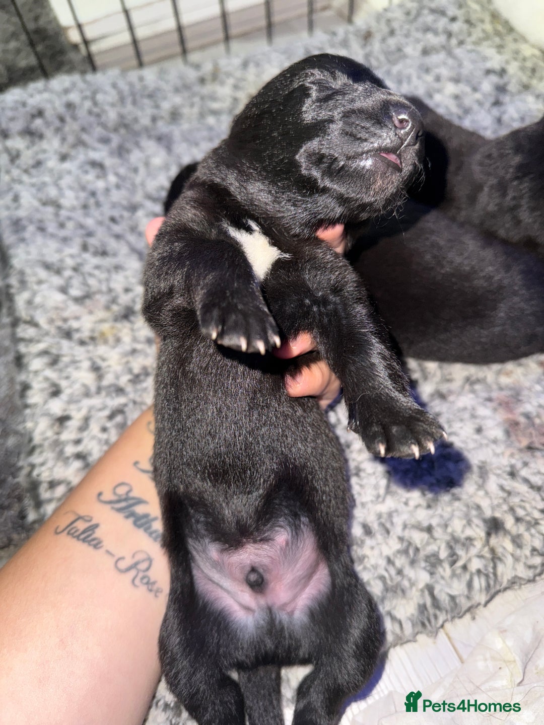 German Shepherd dogs for sale: German shepherd puppies  - Image 14