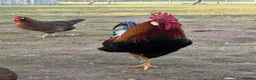Chickens poultry for sale: Partridge Italian Cockerels for Sale in London - Advert 2