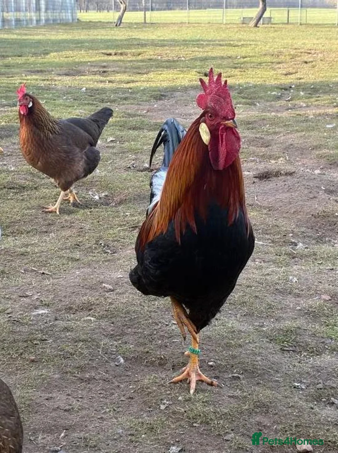 Chickens poultry for sale: Partridge Italian Cockerels for Sale in London - Advert 2