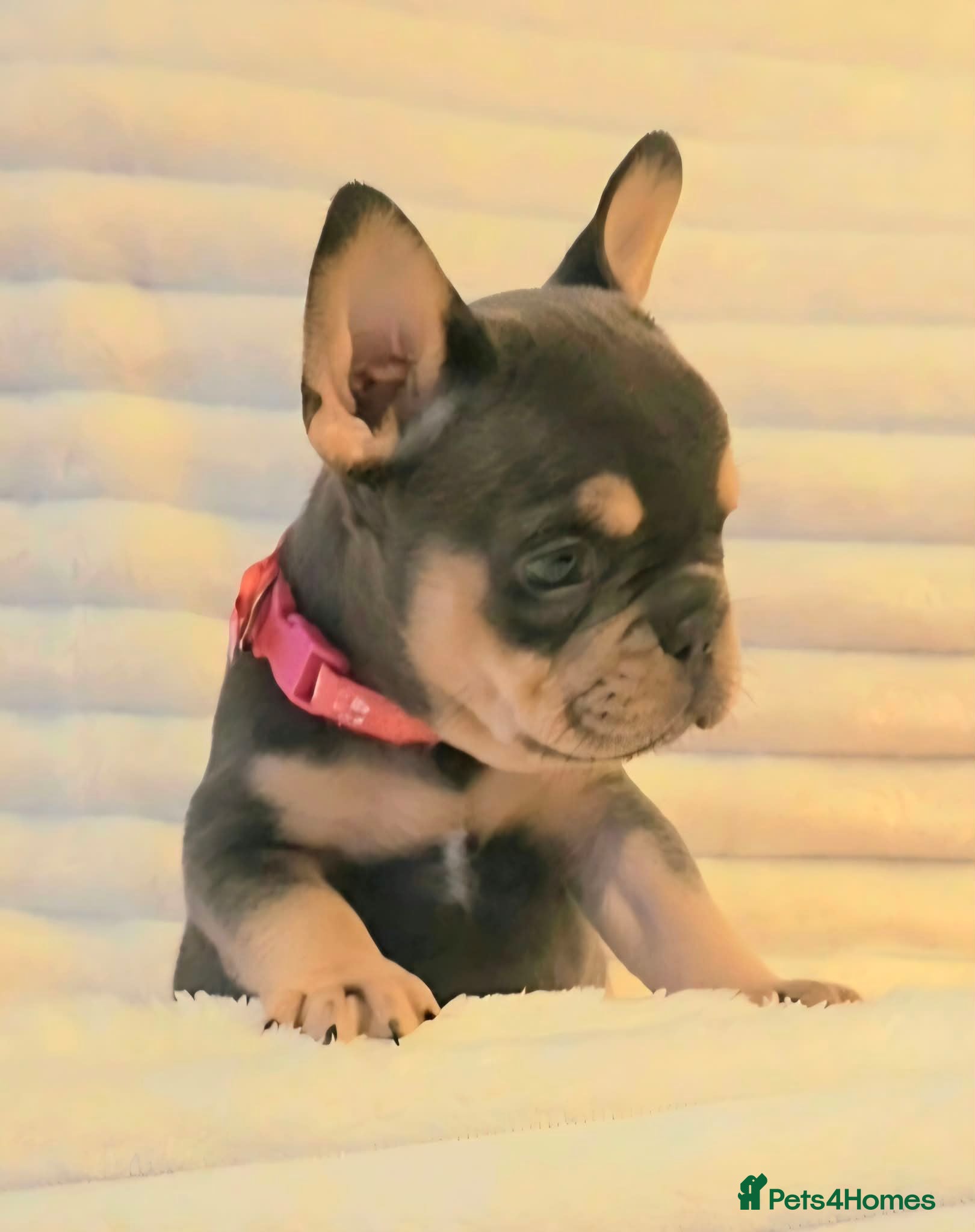 French Bulldog dogs Ready to leave 💯Tiny French Bulldogs 💯  - Advert 1