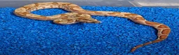 Boa Snake reptiles for sale: Baby Hypo Boa constrictor's  - Advert 5