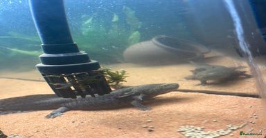 Axolotl reptiles Axolotl for Sale - Advert 8