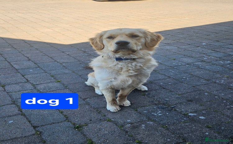 Golden Retriever dogs - Advert 18
