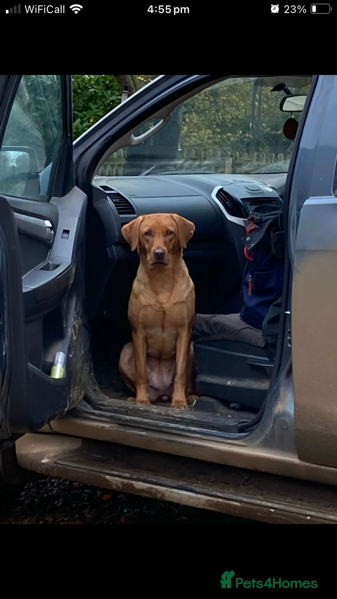 Labrador Retriever dogs for sale: Kc Fox red Labradors - Advert 3