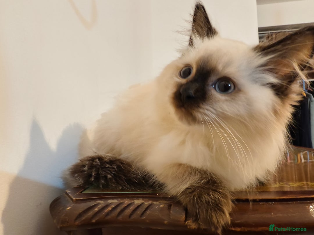 Ragdoll cats for sale: Beautiful Ragdoll Kittens Ready for Sale! - Advert 3