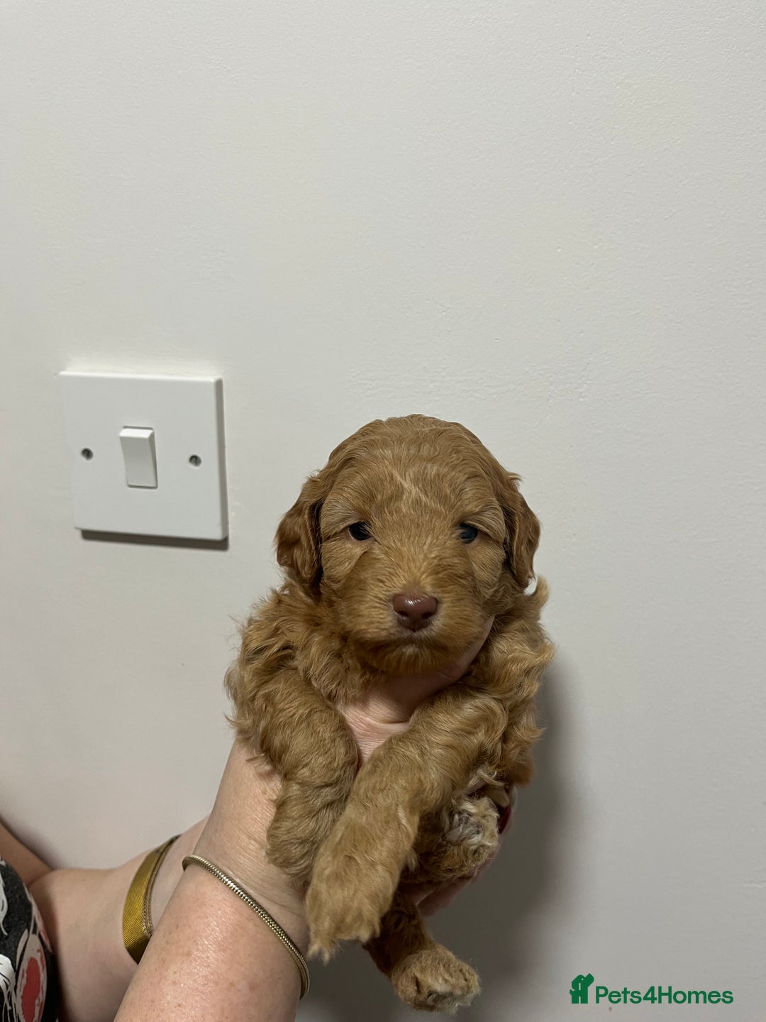 Cockapoo dogs for sale: Gorgeous toy cockapoo puppies  - Advert 10