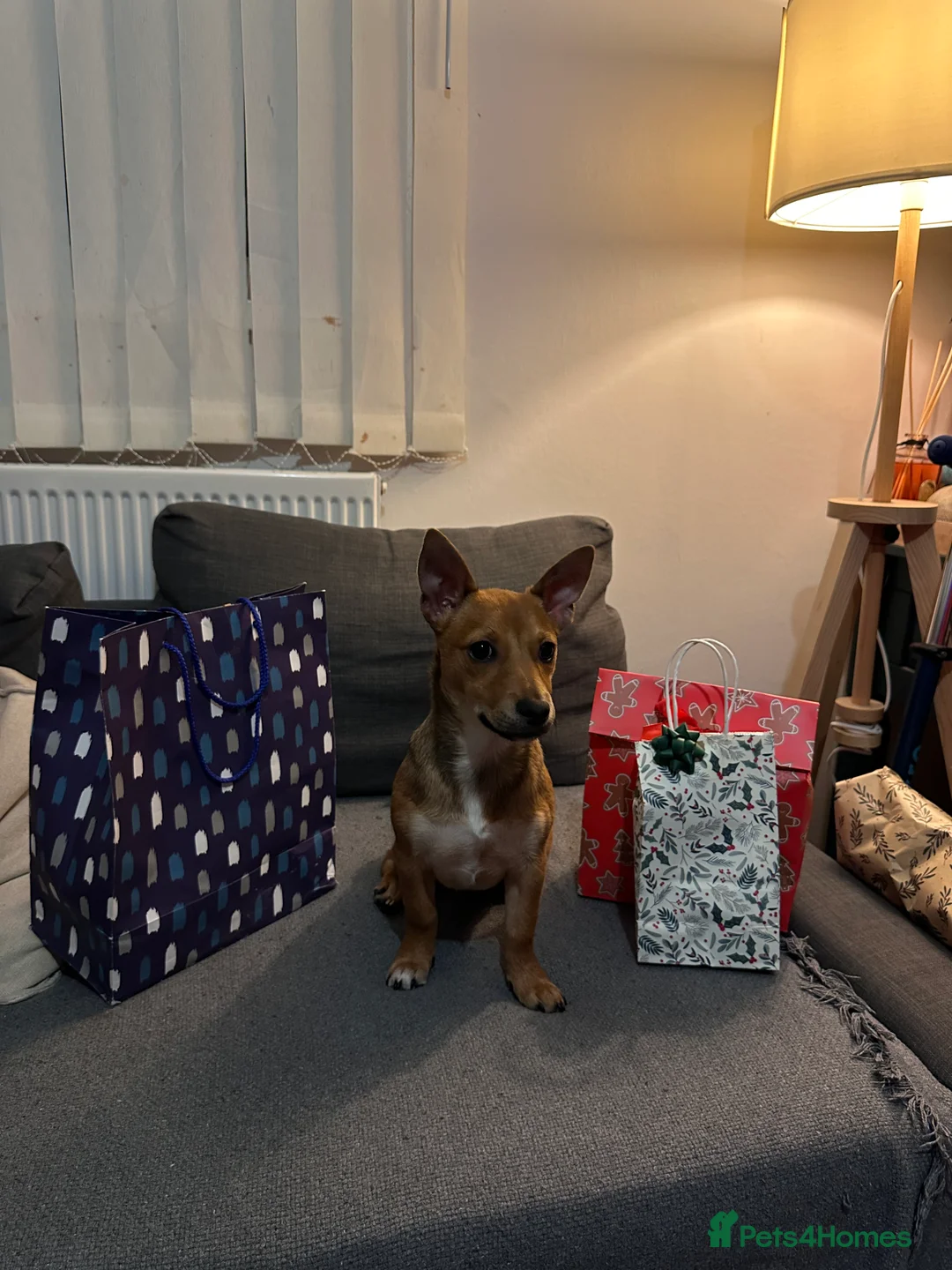 Jack Chi dogs for sale: Lovely chihuahua x chihuahua mix for sale  - Advert 1