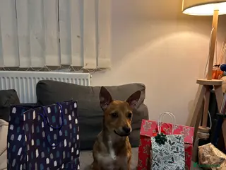 Jack Chi dogs Lovely chihuahua x chihuahua mix for sale - Advert 2