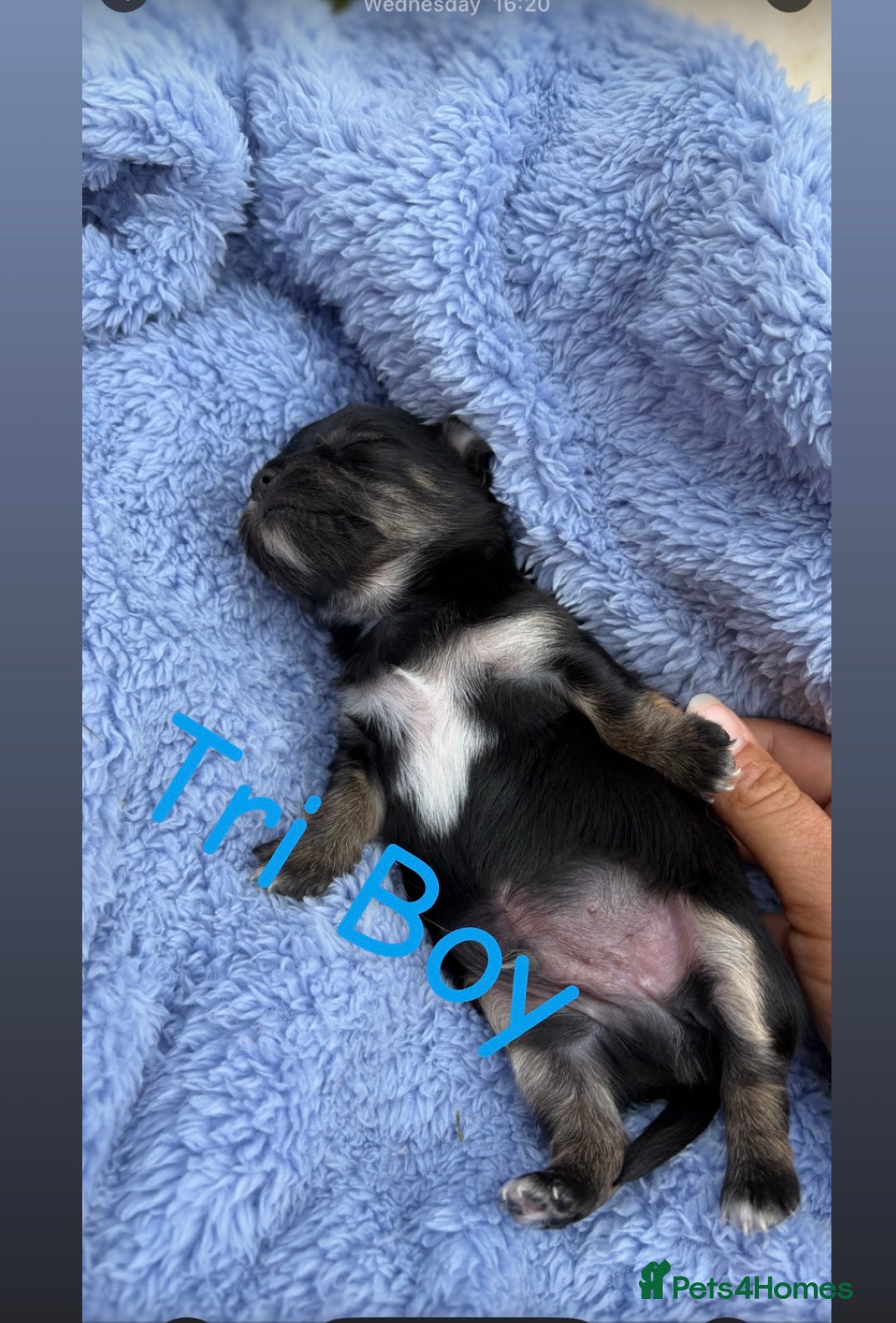 Chihuahua dogs for sale: KC Champion Lines Miniature Chihuahua Puppies - Image 13