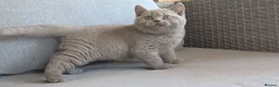 British Shorthair cats for sale: Summer price - Advert 1