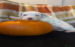 Dalmatian dogs for sale: KC Registered Dalmatian Puppies - Image 6