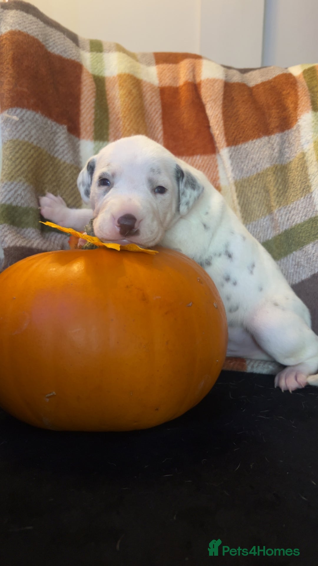 Dalmatian dogs for sale: KC Registered Dalmatian Puppies - Image 6