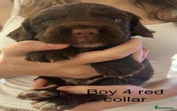 Sprocker dogs for sale: Sprocker puppies  - Image 8