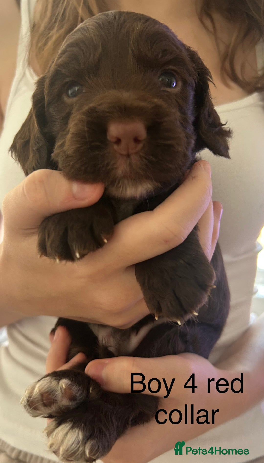 Sprocker dogs for sale: Sprocker puppies  - Image 8