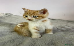 British Shorthair cats for sale: Four kittens ready to go (prices vary) - Image 30