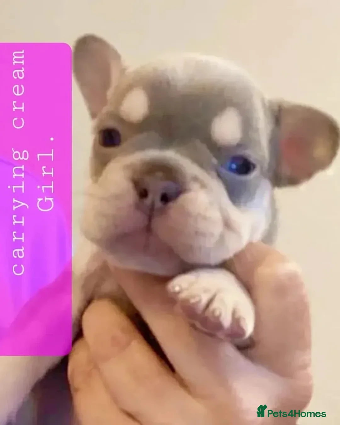 French Bulldog dogs for stud: KC TOP DRAW STUD Ramsgate  in Ramsgate - Advert 17