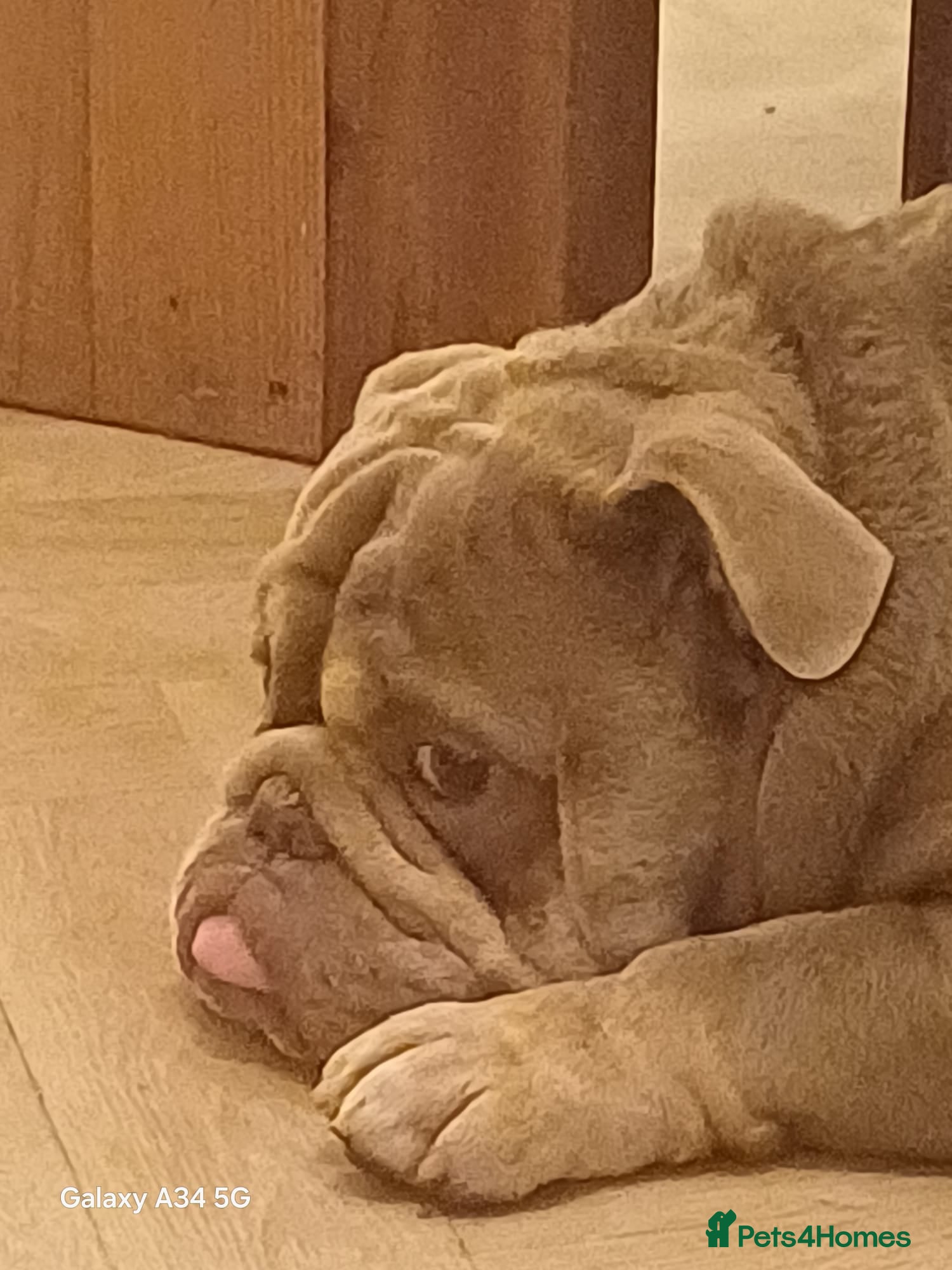 Mixed Breed dogs Stunning Merle French x English Bulldog puppies - Advert 2