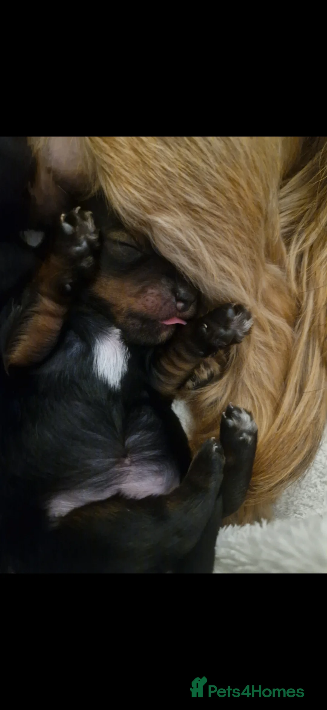 Yorkshire Terrier dogs for sale: 1Male & 1female  in Huddersfield - Advert 3