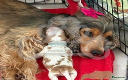 Cocker Spaniel dogs for sale: KC REG Showtype Cocker Spaniel LAST PUP ready 3/8 - Image 10