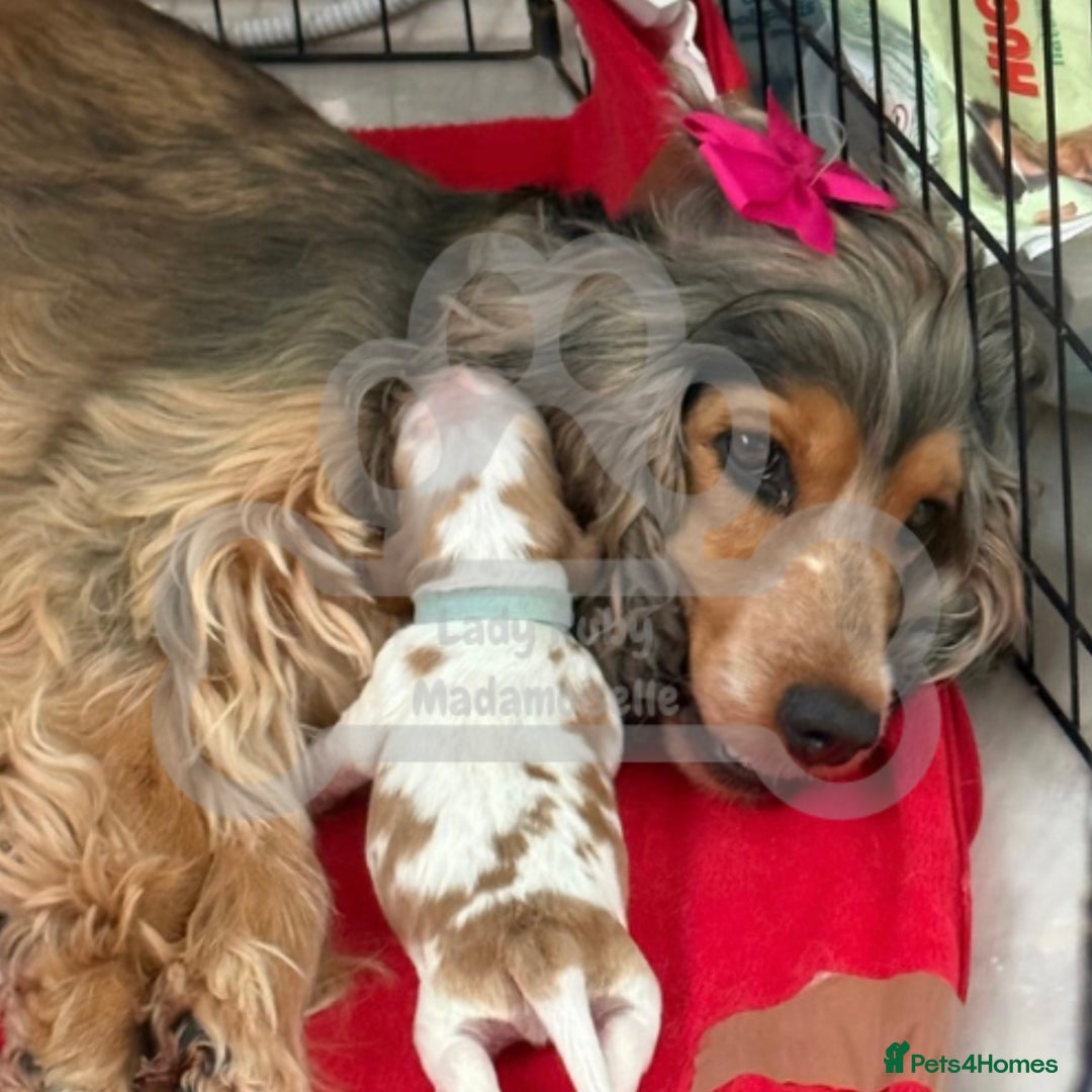 Cocker Spaniel dogs for sale: KC REG Showtype Cocker Spaniel LAST PUP ready 3/8 - Image 10