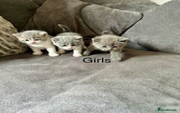 British Shorthair cats for sale: British shorthair cross - Image 15