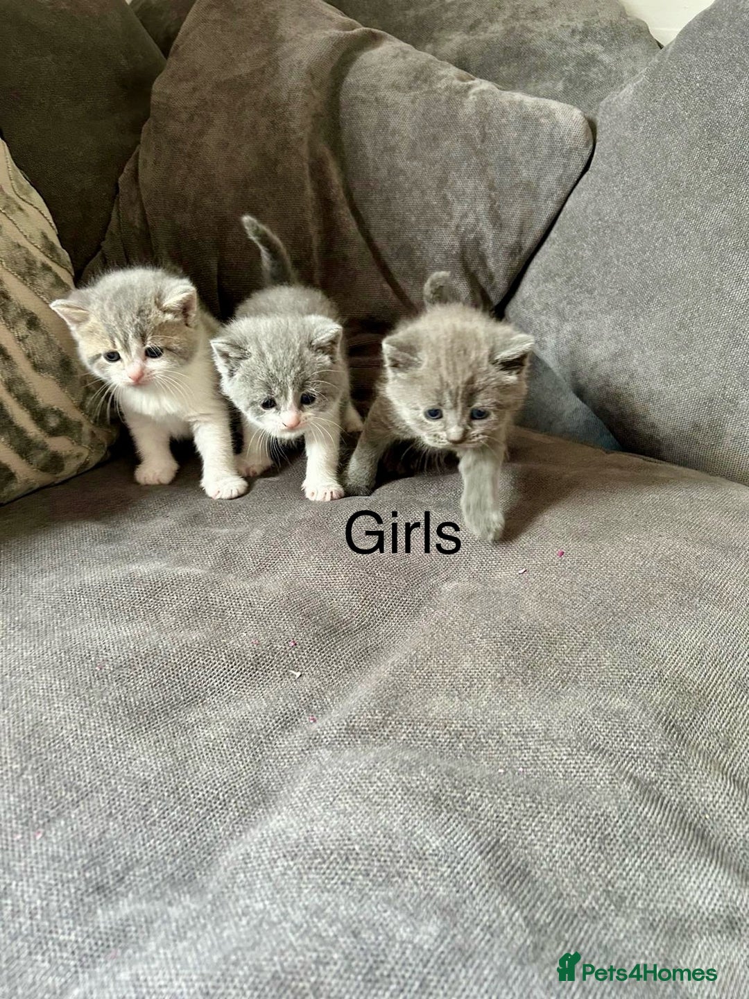British Shorthair cats for sale: British shorthair cross - Image 15