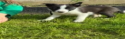Border Collie dogs for sale: Beautiful Border Collie Puppies in Llanwrda - Advert 9