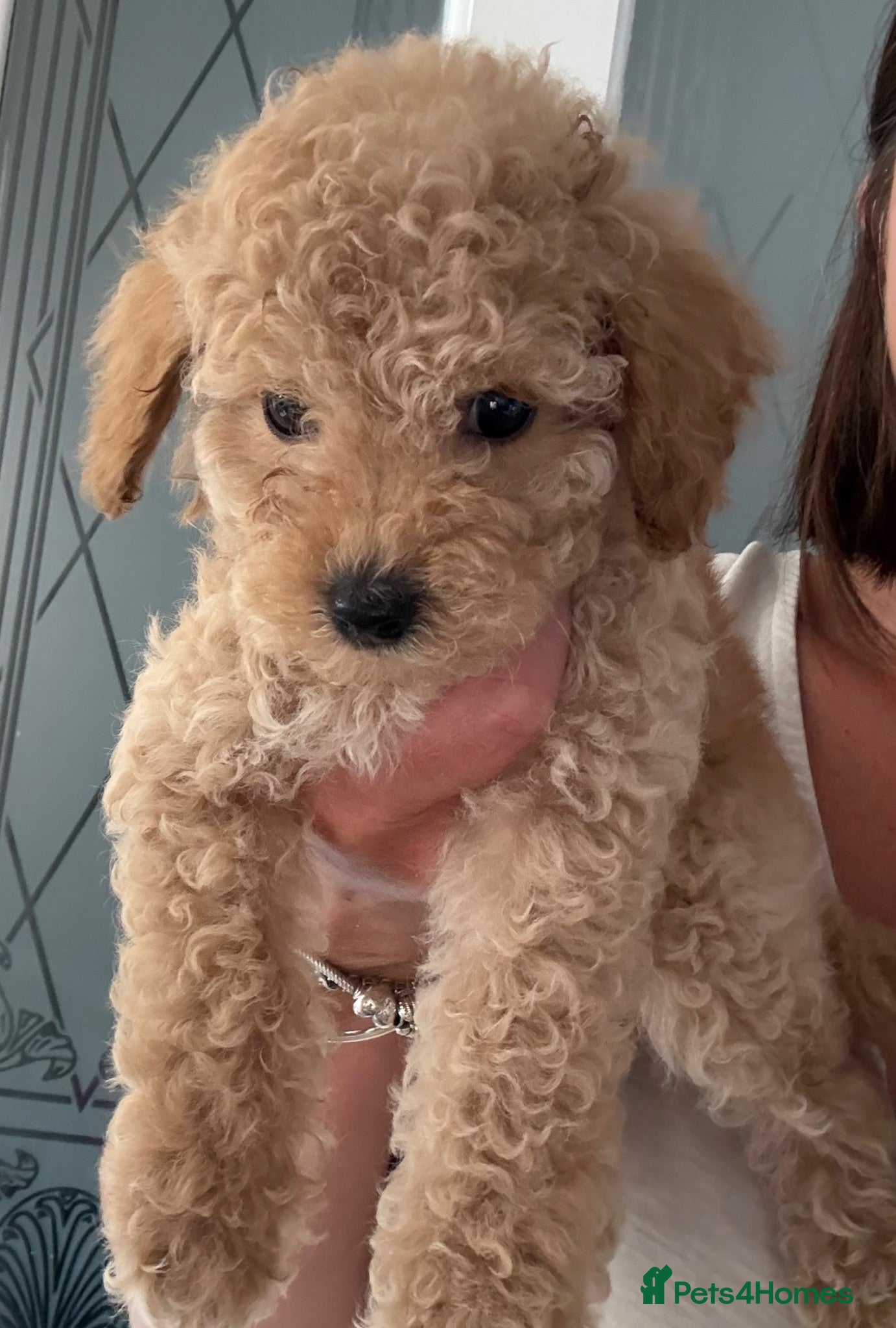 Cavapoo dogs Luxury toyf1b Cavapoo ready 3 little boys left 💙 - Advert 17