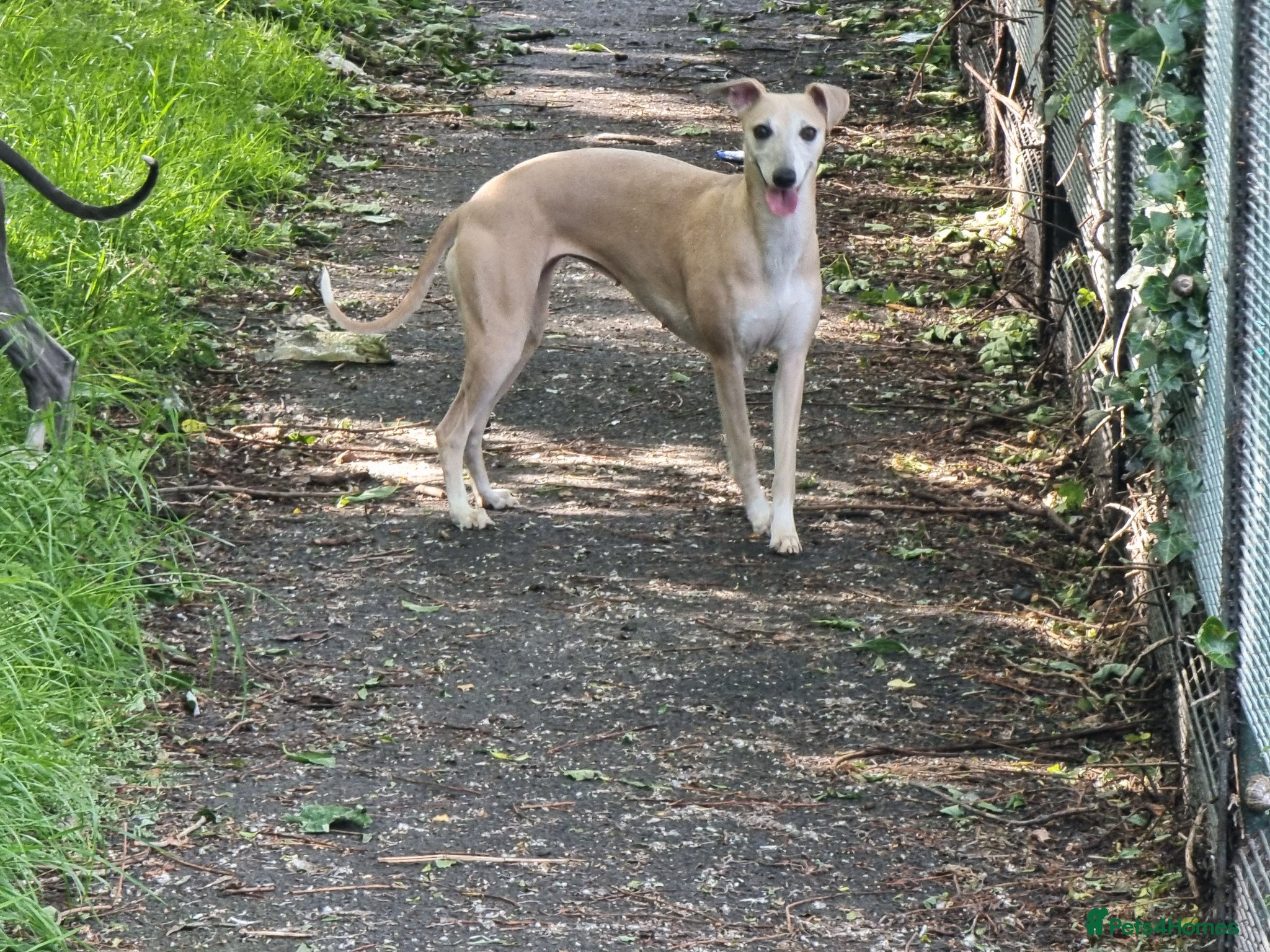 Whippet dogs Whippet girl available  - Advert 3