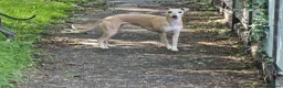 Whippet dogs for sale: Whippet girl available  - Advert 1