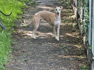 Whippet dogs Whippet girl available - Advert 15