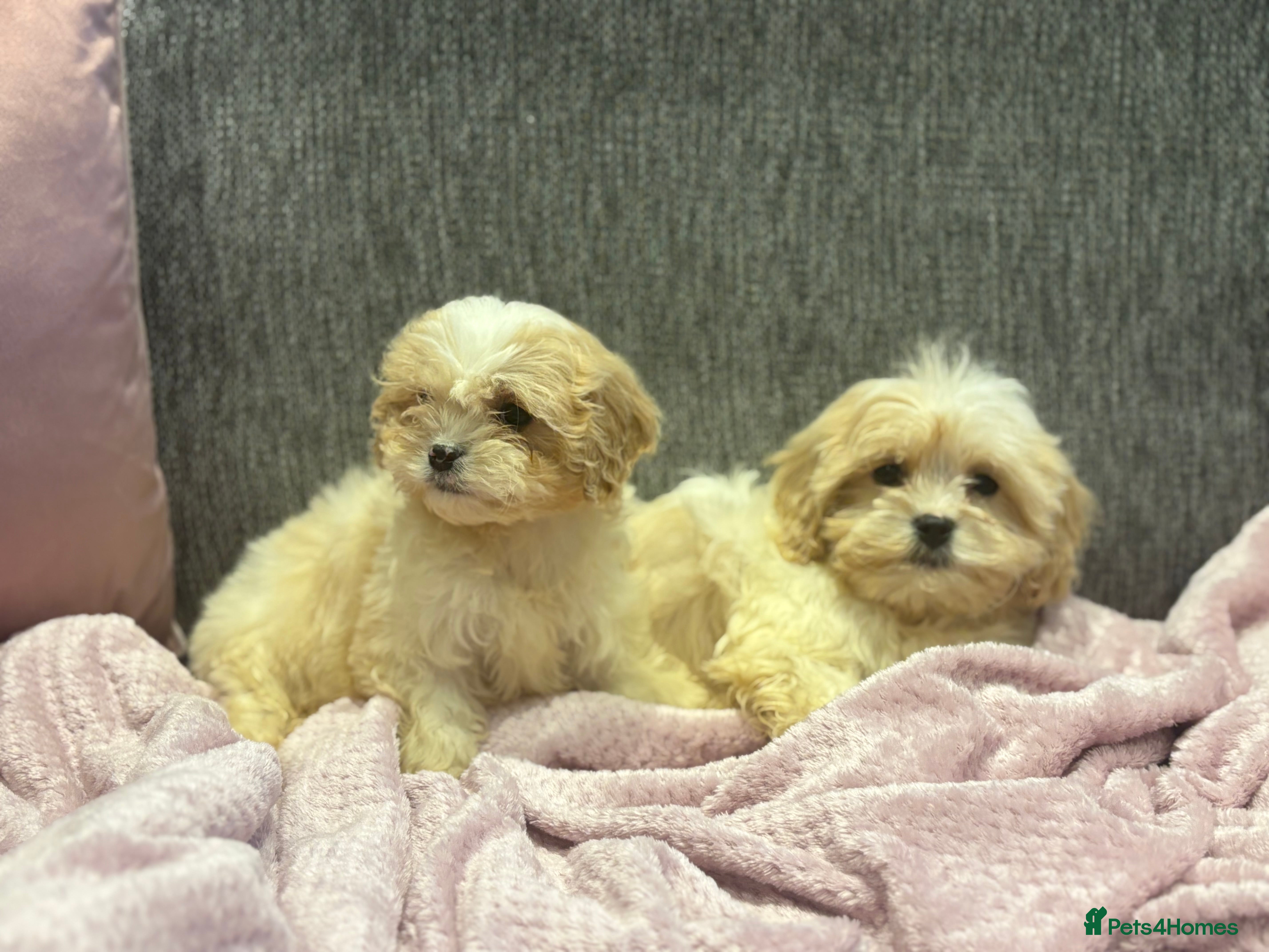 Cavapoo dogs Extensively health tested Stunning Cavapoo boys - Advert 6