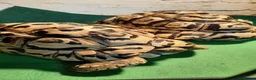 Tortoise reptiles for sale: Male Leopard Tortoise 9 years old  in Manchester - Advert 7