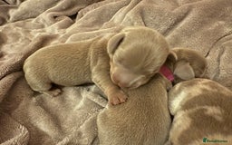 Miniature Dachshund dogs for sale: kc miniature dachshunds  - Image 10