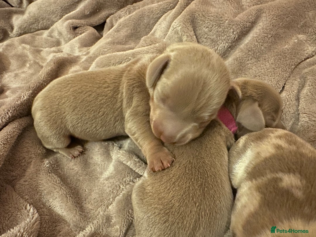 Miniature Dachshund dogs for sale: kc miniature dachshunds  - Image 10