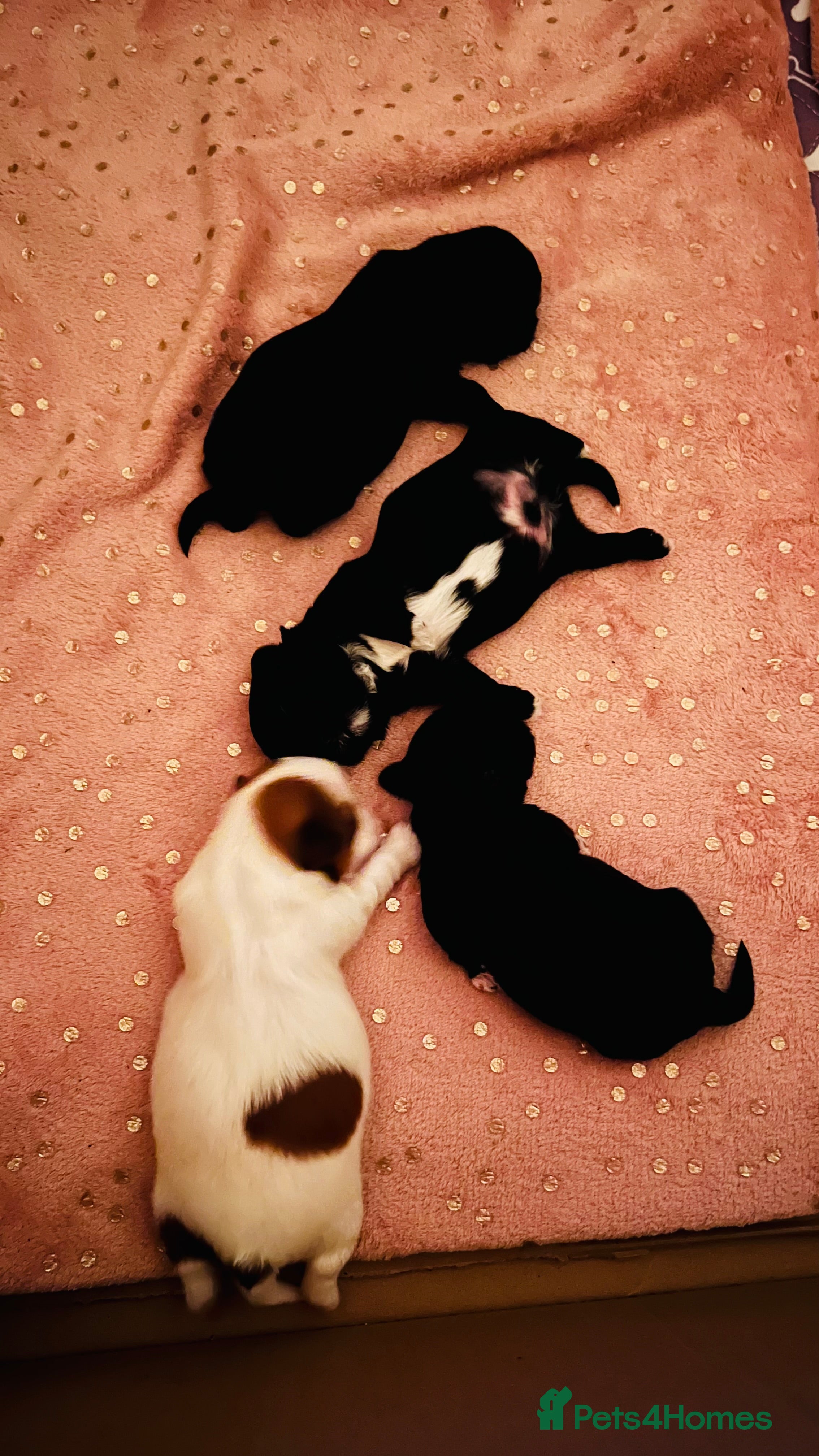 Shih Tzu dogs Shih Tzu Puppies - Advert 4