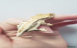 Gecko reptiles for sale: Crested Gecko Gargoyle &  Leachianus Gecko  in Wigston - Image 19